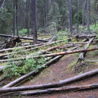 tall trees falls down at Johnston Canyon