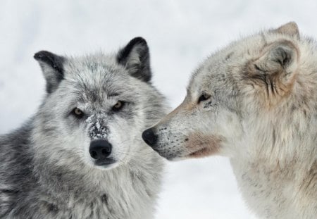 Snow on their face - winter, arctic, predator, wolves