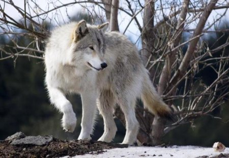 The Wolf - tundra, nordic, hunter, predator