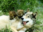 Wolf mom with cubs