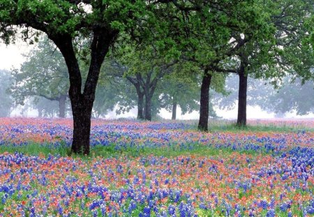 texas bluebonnets - nature, field, flowers, trees