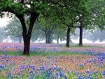 texas bluebonnets