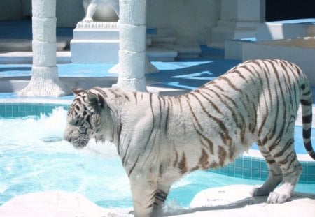 white tiger - beauty, animal, water, tiger