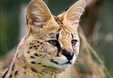 YOUNG MALE SERVAL - feline, bushveld, africa, cats, savannah, animals, wildlife