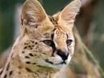 YOUNG MALE SERVAL