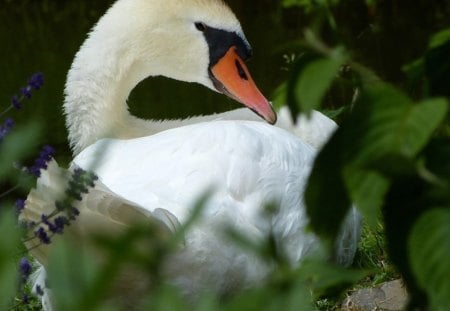 Swan - green, swan, thicket, bird