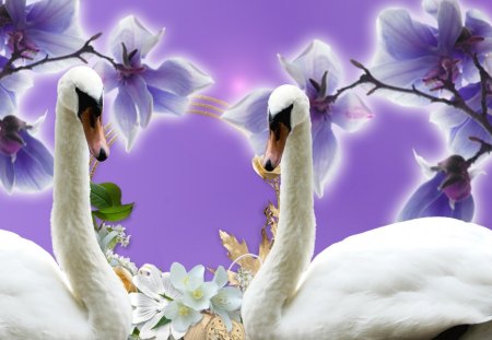 Swans and Orchids - orchids, love, swans, frangipani, mates, orchid, exotic, purple, fleurs, lovers, flowers, lilac, plumeria, lavender, birds