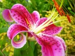 TIGER LILY