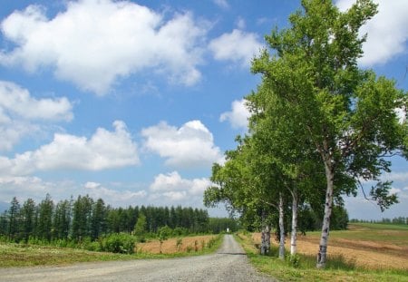 rural road in hokkaido japan - tree, fields, road, rural