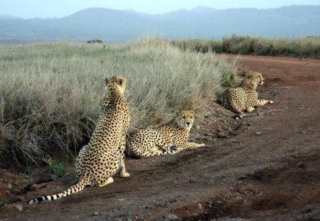 cheetahs waiting for lunch to come down the road - road, cheetahs, grass, mountains