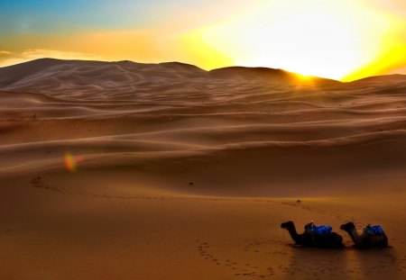 camels down for the night - camels, dunes, sunset, desert