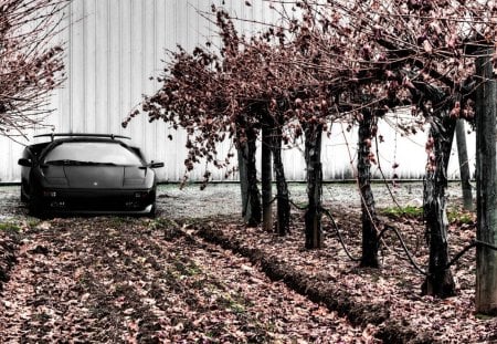 lambroghini diablo by cherry trees - trees, car, leaves, building