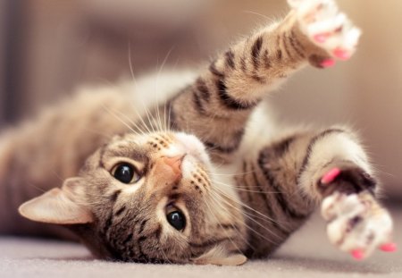 Playful cat