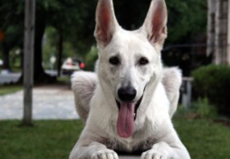 Coco's Best Friend:) - shepherd, companion, beautiful, photography, canine, photoshop, dog, beauty, friend, best friend, white shepherd, sweet, faithful, gorgeous, friends