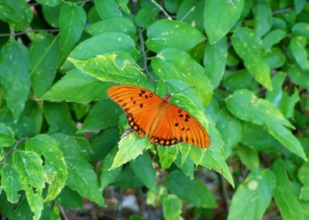 Orange Butterfly - nature, green, butterfly, orange, arkansas, plant