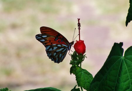 Butterfly on flower - one, nature, white, butterfly, alone, pretty, plant, orange, green, arkansas, single, flower