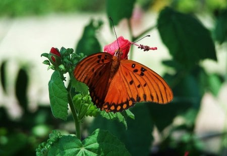 Hanging Around - one, black, white, nature, butterfly, pretty, red, green, orange, spots, flower