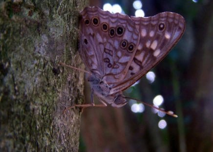 Spotted Butterfly - spots, animal, pretty, black, brown, butterfly, tree, nature, grey