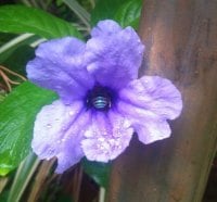 bee inside wet flower