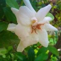 gardenia