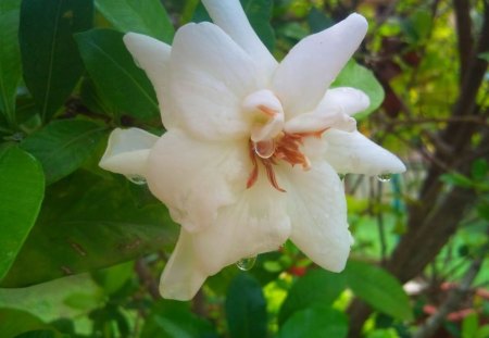 gardenia - beauty, flower, nature, rain