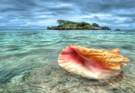 The Conch Shell - shell, blue, conch, island, sea, ocean, pink