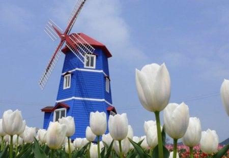 Blue Windmill Surrounded by White Tulips - white, blue, tulips, windmill, flowers, spring