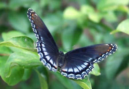 Butterfly - pretty, butterfly, fly, wings