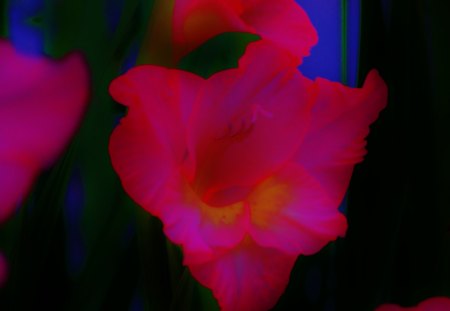 Glowing Pink - nature, electric, different, bright, neon, flower, light, pink