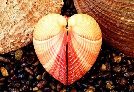 Heart Shaped Seashell - seashell, heart, shape, beach, treasure, sea, ocean