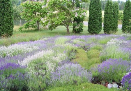 Lavender Motley - garden, purple, varied, variety, lavender, mixter