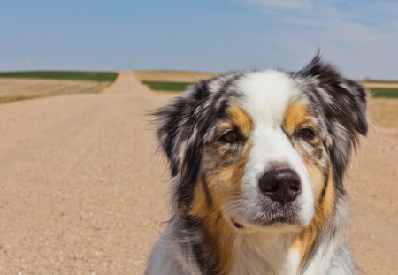 Dog - face, loyal, waiting, dog