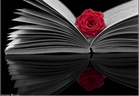 Rose in the Book - still life, book, rose, photography