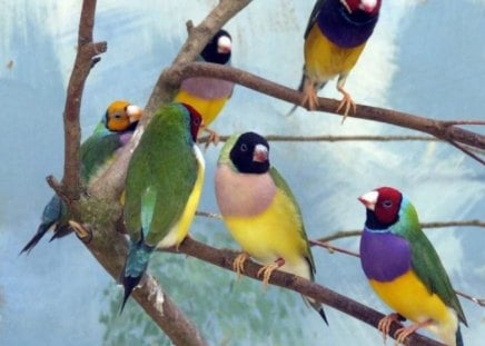 Colorful Goualouch Finches - group, colorful, finch, birds, perch, tree