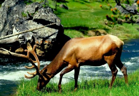 elk eating grass