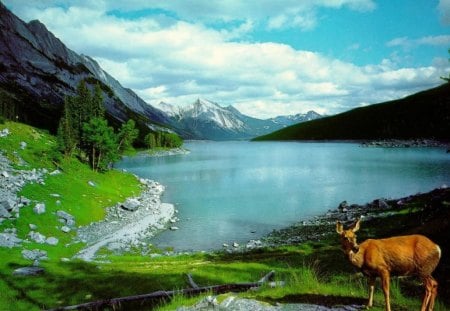 deer in nature - animal, mountains, scenic, deer