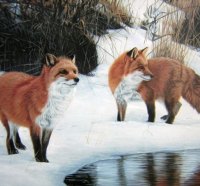 foxes in snow