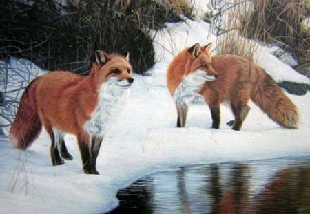 foxes in snow