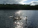 swans in ireland