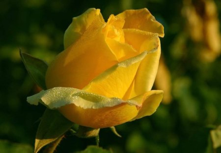 rose of gelosy - nature, beauty, rose, flower