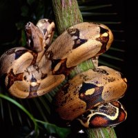 snake wrapped around a branch