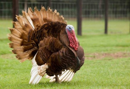 Turkey - christmas, turkey, feathers, grass