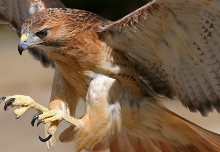 Eagle - talons, eagle, wings, flight