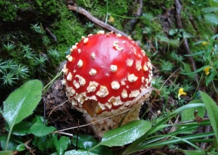 TINY TOADSTOOL - fungus, fields, forest floor, leaves, poison, toadstools, grasses, mushrooms, fairyland