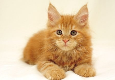 Cat - cute, animal, kitten, cat