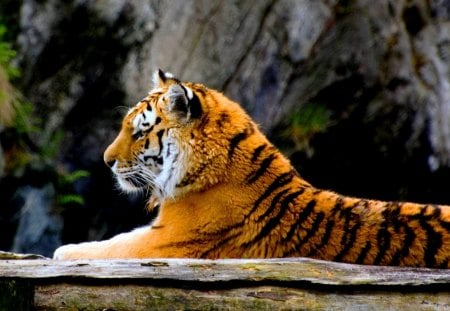 WILD BEAUTY - predator, siberian, super, tiger, strong, stripes