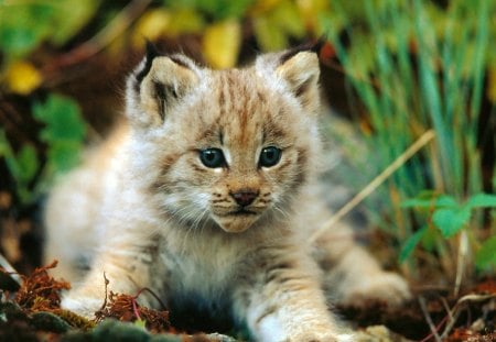 Lynx cub - animal, feline, cub, lynx