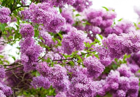 Pink Blossoms.