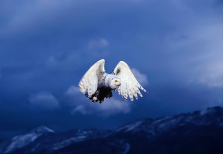 Snow Owl's Majestic Flight. - a, very, of, the