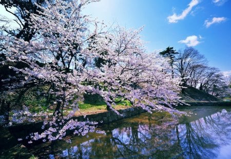 Cherry blossoms II. - sakura, cherry, landscape, flowers, japan, nature, zen, hd, wallpaper, japanese